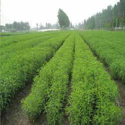 Manufacturers Exporters and Wholesale Suppliers of Basil Oil Lucknow Uttar Pradesh