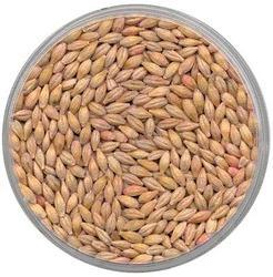 Manufacturers Exporters and Wholesale Suppliers of Barley Seeds Nagpur Maharashtra