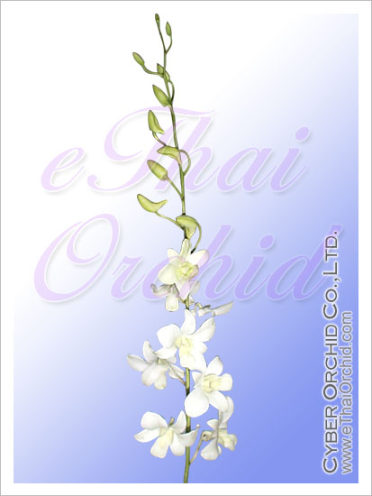 Manufacturers Exporters and Wholesale Suppliers of Orchid Dendrobium White 5N Bangkok 