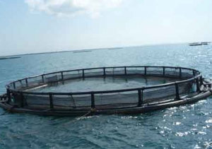 Manufacturers Exporters and Wholesale Suppliers of Cage Farming System Nagpur Maharashtra