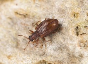 Carpet Beetles Pest Control Services