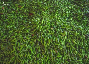 Manufacturers Exporters and Wholesale Suppliers of Chilli Pathsala Assam