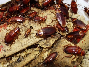 Service Provider of Cockroach Pest Control Services Surat Gujarat 