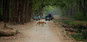 Service Provider of Corbett Tiger Safari Tour New Delhi Delhi 