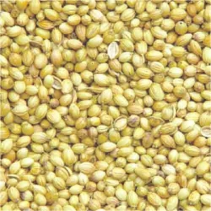 Manufacturers Exporters and Wholesale Suppliers of Coriander Seed Nagpur Maharashtra