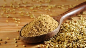 Manufacturers Exporters and Wholesale Suppliers of Coriander Seeds Gondia Maharashtra