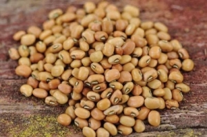 Manufacturers Exporters and Wholesale Suppliers of Cow Peas(Chaulai) Gondia Maharashtra