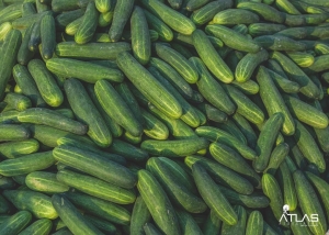 Manufacturers Exporters and Wholesale Suppliers of Cucumber Pathsala Assam