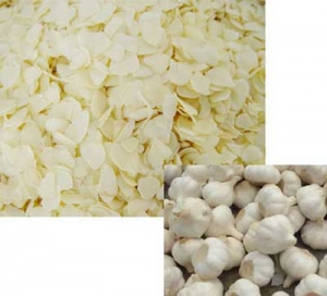 Manufacturers Exporters and Wholesale Suppliers of Dehydrated Garlic Gandhinagar Gujarat