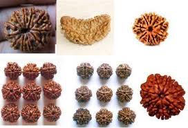 Manufacturers Exporters and Wholesale Suppliers of Eight Mukhi Rudraksha Durgapur West Bengal