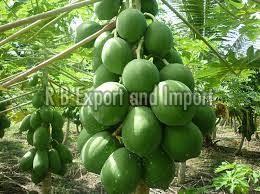 Manufacturers Exporters and Wholesale Suppliers of Fresh Natural Green Papaya Kolkata West Bengal