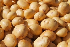 Manufacturers Exporters and Wholesale Suppliers of Fresh Potato Nagpur Maharashtra