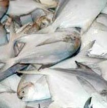 Manufacturers Exporters and Wholesale Suppliers of Frozen Pomfret Fish Bangalore Karnataka