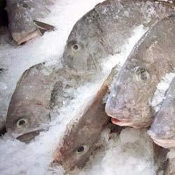 Manufacturers Exporters and Wholesale Suppliers of Frozen Seafood Bangalore Karnataka