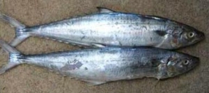 Manufacturers Exporters and Wholesale Suppliers of Frozen Seer Fish Bangalore Karnataka