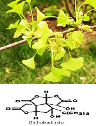 Manufacturers Exporters and Wholesale Suppliers of Gingko Biloba Extract Changsha Hunan