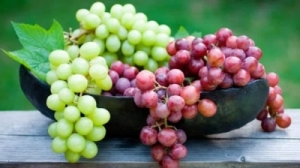 Manufacturers Exporters and Wholesale Suppliers of Grapes Gondia Maharashtra