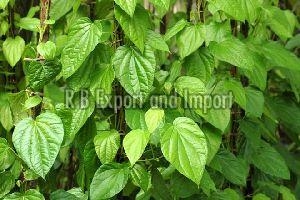 Manufacturers Exporters and Wholesale Suppliers of Green Betel Leaves Kolkata West Bengal