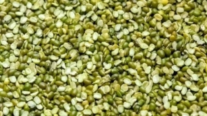 Manufacturers Exporters and Wholesale Suppliers of Green Gram Split(Chilka Moong Dal) Gondia Maharashtra