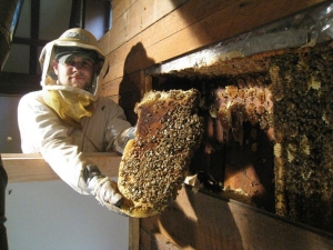 Service Provider of Honey Bees Pest Control Services New Delhi Delhi 