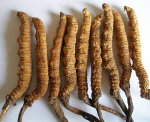Manufacturers Exporters and Wholesale Suppliers of Caterpillar fungus Thrissur Kerala