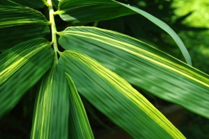 Manufacturers Exporters and Wholesale Suppliers of Bamboo Leaves ho chi minh 