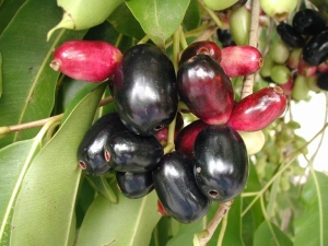 Manufacturers Exporters and Wholesale Suppliers of Jamun New Delhi Delhi