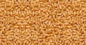 Manufacturers Exporters and Wholesale Suppliers of LOKWAN WHEAT Nagpur Maharashtra