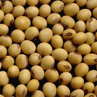 Manufacturers Exporters and Wholesale Suppliers of Lecithin Mandsaur 