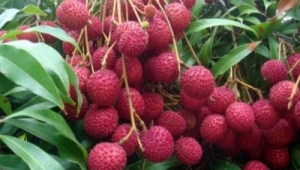 Manufacturers Exporters and Wholesale Suppliers of Litchi Gondia Maharashtra