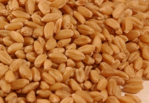 Manufacturers Exporters and Wholesale Suppliers of Lokwan Wheat Nagpur Maharashtra