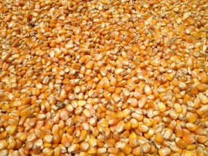 Manufacturers Exporters and Wholesale Suppliers of Maize Animal Feed Nagpur Maharashtra