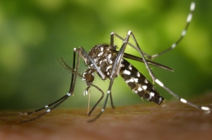 Mosquito Management Services