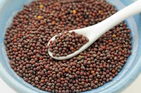 Manufacturers Exporters and Wholesale Suppliers of Mustard Seed Ahmedabad Gujarat