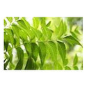 Manufacturers Exporters and Wholesale Suppliers of Neem Leaves Chennai Tamil Nadu