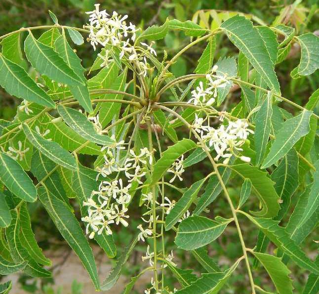 Manufacturers Exporters and Wholesale Suppliers of NEEM Chennai Tamil Nadu