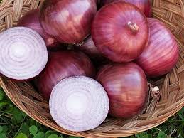 Manufacturers Exporters and Wholesale Suppliers of ONION Vadodara Gujarat