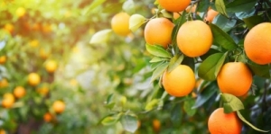 Manufacturers Exporters and Wholesale Suppliers of Orange Gondia Maharashtra