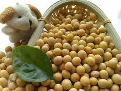 Manufacturers Exporters and Wholesale Suppliers of Organic Soybean Seeds Nagpur Maharashtra