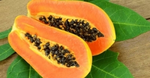 Manufacturers Exporters and Wholesale Suppliers of Papaya Gondia Maharashtra