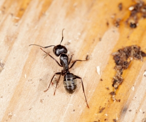 Perfect Ants Control Solutions