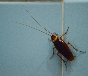 Service Provider of Perfect Cockroaches Control Solutions Haridwar Uttarakhand 