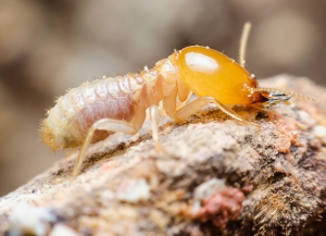 Perfect Termites Control Solutions