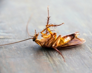 Service Provider of Pest Control Services For Cockroach Faridabad Haryana 