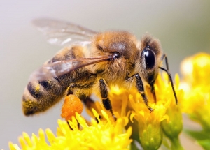 Service Provider of Pest Control Services For Honey Bees New Delhi Delhi 