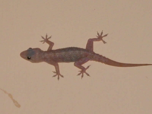 Service Provider of Pest Control Services For Lizard Ranchi Jharkhand 