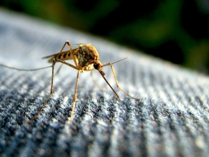 Pest Control Services For Mosquito