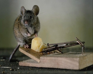 Service Provider of Pest Control Services For Rodent Ranchi Jharkhand 