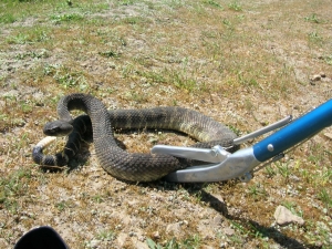 Pest Control Services For Snakes
