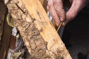 Pest Control Services For Termite